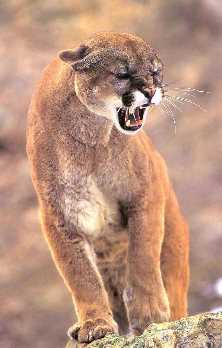 Offended Cougar